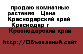 продаю комнатные растения › Цена ­ 150 - Краснодарский край, Краснодар г.  »    . Краснодарский край